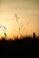 sunset in the grass
