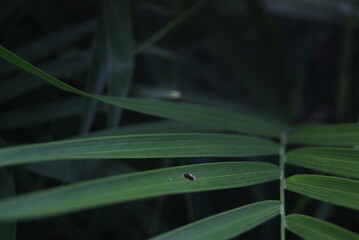 Green photo wallpaper of nature and plants, background image in the style of the jungle, tropical...