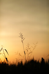 sunset in the grass