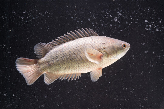 Anabas testudineus (Climbing Perch) in Fish tank,dust in water