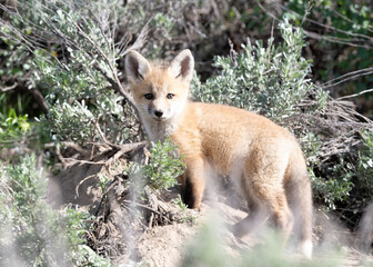 Red Fox Kit (Vulpes vulpes), Grand Teton National Park, Wyoming, USA