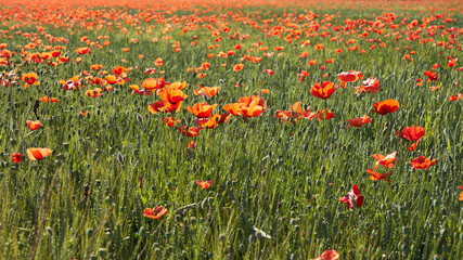 Papaveri e campi di grano