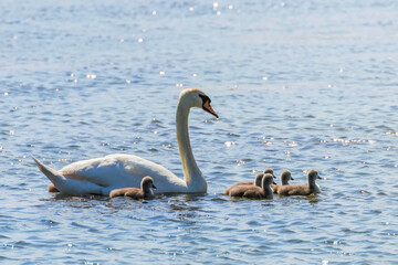 Mother Swan and Chicks in Water, Cygnus Olor