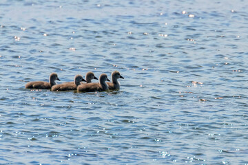 Swan Babies, Cygnus Olor, Cute Swan Baby