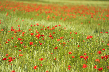 Papaveri e campi di grano