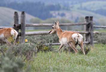 Obraz na płótnie Canvas antelope at the fence