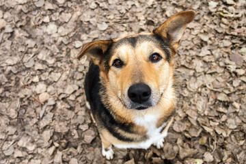 A stray unhappy and hungry dog asks for help and food, looks with loyal intelligent eyes, close-up. Stray animals.