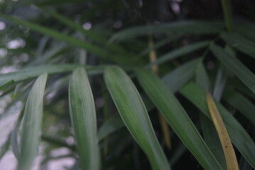 Green photo wallpaper of nature and plants, background image in the style of the jungle, tropical...