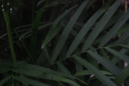 Green Photo Wallpaper Of Nature And Plants, Background Image In The Style Of The Jungle, Tropical Plants. Palm Leaves.
