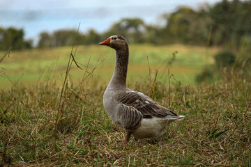 gray duck with orange beak walking in the grass