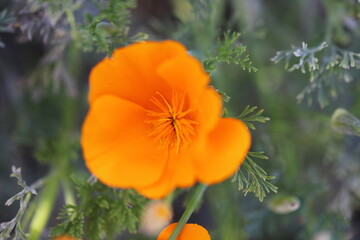 Fototapeta premium Orange Flowers