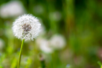 The head of a white dandelion with seeds. Blur background. Dandelion in the field close-up. (Taraxacum Officinale). Copyspace.