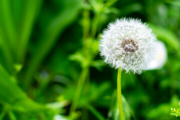 White dandelion in the field. Green grass background, selective focus. Place for text, copy space.