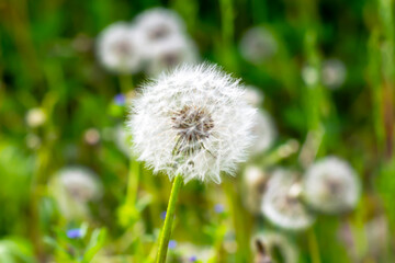 White dandelions in spring, one lumpy plan. Selective focus, blurred background. Place for text