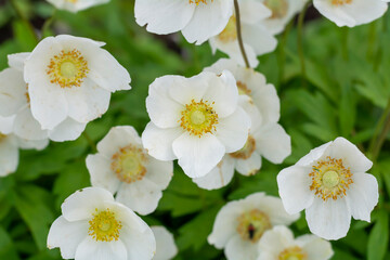 White anemone flowers with a green blurred background. Beautiful white flowers outdoors. Close-up.