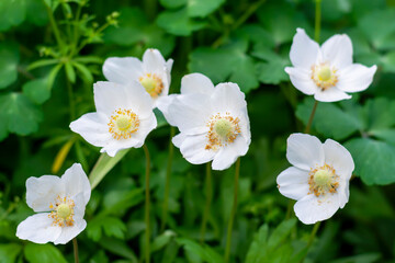 Anemone white flowers close-up. Against the background of green grass in the field.