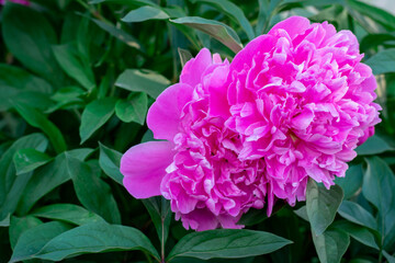 pink peonies and on a green background, summer nature