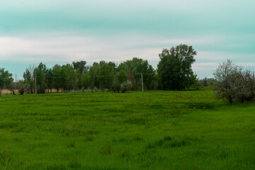 Green grass in the summer meadow. Away the forest and the blue sky. Summer landscape.