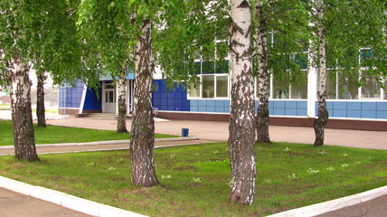 birch trees on a green lawn