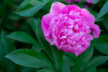 Fototapeta premium pink peonies and on a green background, summer nature