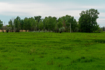 Fototapeta premium Field with green grass on a summer day. Far away are trees and sky. Beautiful landscape of summer nature.