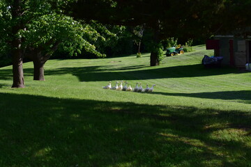 Field of grass with geese, landscape of grass and geese geese, goose, fields of grass, lawnmower in background.