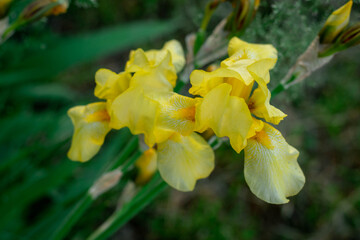 Summer flowers, yellow irises and on a green background, cockerels, flowers summer nature