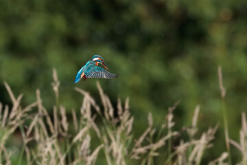 Close-up photo of a kingfisher while hunting, hanging in the air before an attack. Flying jewel. Common Kingfisher, Alcedo atthis.