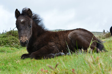 Fototapeta premium Adorable Dartmoor pony foal, Whitchurch Common, Dartmoor National Park., near Tavistock, Devon, England