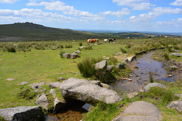 Dartmoor ponies grazing near Clapper bridge and Longash Leat, Merrivale, Dartmoor National Park,...