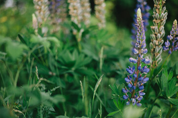 Fototapeta premium Lupine