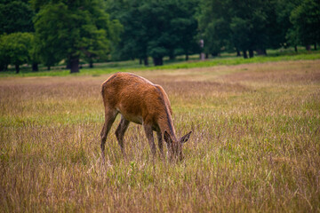 Naklejka na ściany i meble Photo of a beautiful, big and wild deer standing relax in the nature in a forest in Richmond Park, London