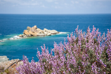 Purple flowers on a background of the sea and islands