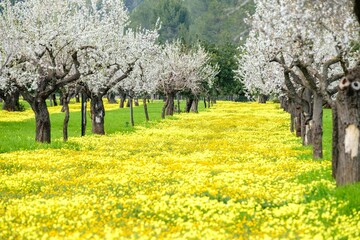 Fototapeta premium almendros floridos, Prunus dulcis, Son Maixella, Mallorca, balearic islands, Spain