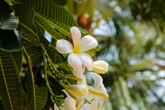 Wei&szlig;e Frangipani Plumeria Tempelblume