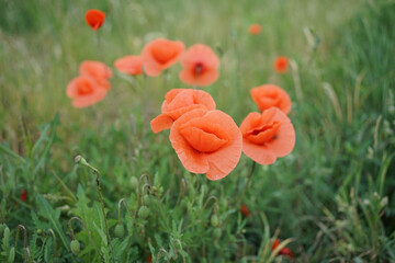Red colored Papaver rhoeas or common poppy against green field.