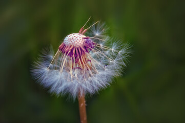 Close up Dandelion seed head with blurry natural background.