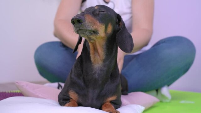 The owner at home makes massage of the backs muscles of  dachshund after rehabilitation or prophylaxis of the animal discopathy. Pet care and treatment concept.