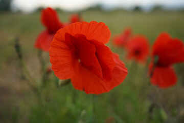Red colored Papaver rhoeas or common poppy against green field.