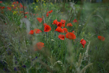 Red colored Papaver rhoeas or common poppy against green field.