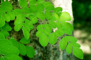 Moringa leaves close up on garden area, with blurred background.  