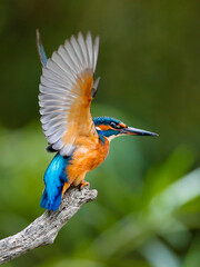 Close-up portrait of Common Kingfisher, Alcedo atthis, starting its hunt from a twig, with extended and highly erect wings, against a background of a green bushes. Flying jewel.