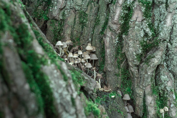 Inedible mushrooms on a tree. Nature.
