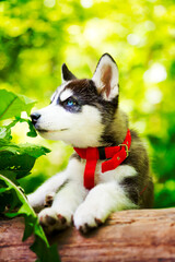 Siberian little Husky breed dog lying on green grass in the forest on a leash
