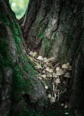 Inedible mushrooms on a tree. Nature.