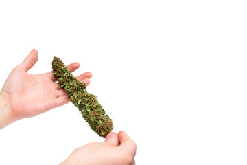 Male hands hold cannabis bud. Medical cannabis bud in male hands.