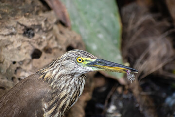 An Indian pond heron