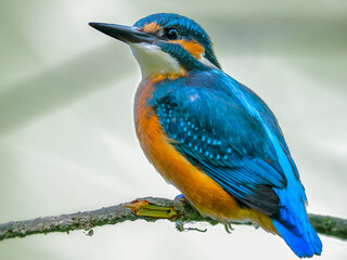 Close-up portrait of Common Kingfisher, Alcedo atthis, lurking on a twig, against a background of a green bushes. Flying jewel