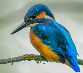 Close-up portrait of Common Kingfisher, Alcedo atthis, lurking on a twig, against a background of a green bushes. Flying jewel