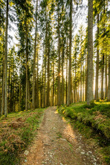 Path througt the forrest